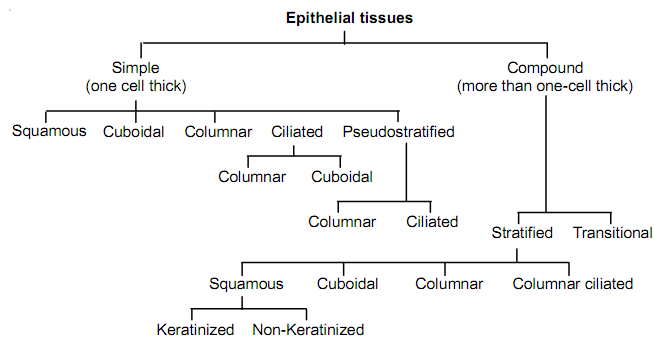 807_epethelial tissue classification.png